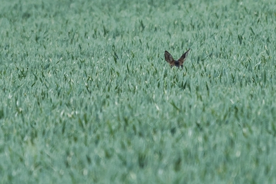 Natur_im_Wiedtal_23.jpg