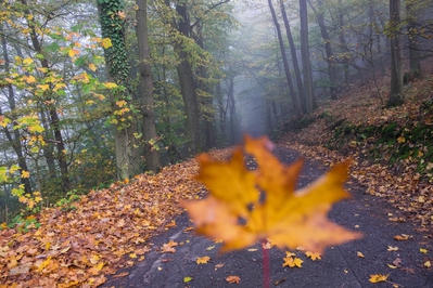 Natur_im_Wiedtal_27.jpg