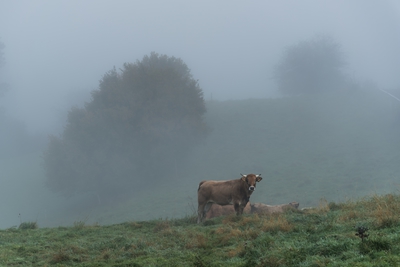 Natur_im_Wiedtal_29.jpg