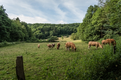 Natur_im_Wiedtal_3.jpg