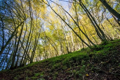 Natur_im_Wiedtal_33.jpg