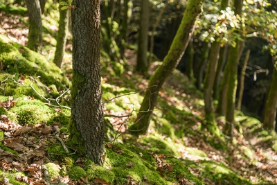 Natur_im_Wiedtal_35.jpg