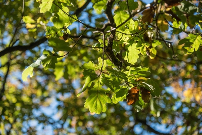 Natur_im_Wiedtal_36.jpg