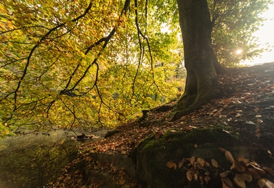 Natur_im_Wiedtal_38.jpg