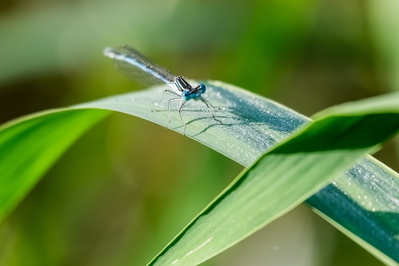 Natur_im_Wiedtal_41.jpg