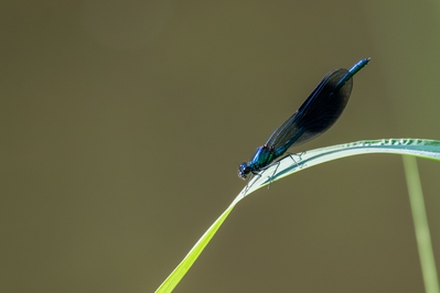 Natur_im_Wiedtal_42.jpg