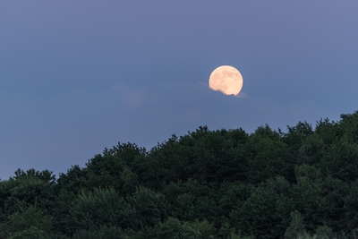 Natur_im_Wiedtal_46.jpg